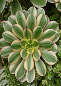 Aeonium decorum 'Sunburst'